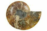 Cut & Polished Ammonite Fossil (Half) - Madagascar #347554-1